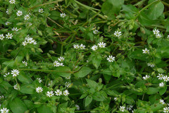 Stellaria media